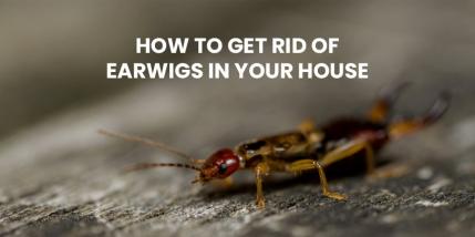 How To Get Rid Of Earwigs In Your House